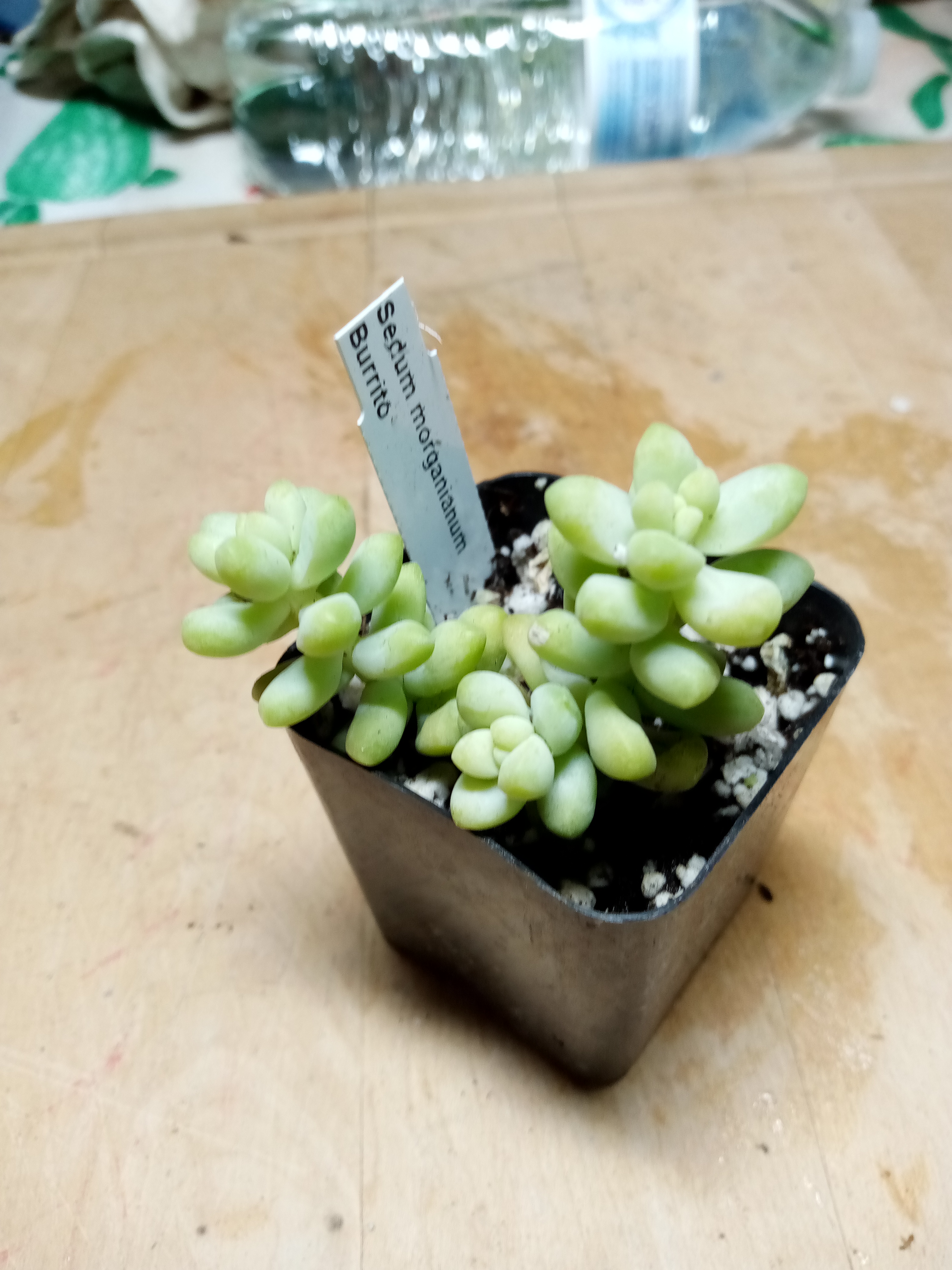 Sedum morganianum - Burrito.jpg